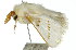  ( - 10ANIC-00483)  @13 [ ] CreativeCommons - Attribution (2010) CBG Photography Group Centre for Biodiversity Genomics