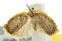  ( - 10ANIC-00597)  @13 [ ] CreativeCommons - Attribution (2010) CBG Photography Group Centre for Biodiversity Genomics