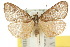  ( - 10ANIC-00670)  @11 [ ] CreativeCommons - Attribution (2010) CBG Photography Group Centre for Biodiversity Genomics