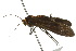  ( - 10ANIC-00700)  @13 [ ] CreativeCommons - Attribution (2010) CBG Photography Group Centre for Biodiversity Genomics