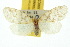  ( - 10ANIC-00719)  @13 [ ] CreativeCommons - Attribution (2010) CBG Photography Group Centre for Biodiversity Genomics