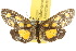  ( - 10ANIC-00730)  @14 [ ] CreativeCommons - Attribution (2010) CBG Photography Group Centre for Biodiversity Genomics