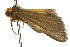 ( - 10ANIC-00761)  @12 [ ] CreativeCommons - Attribution (2010) CBG Photography Group Centre for Biodiversity Genomics