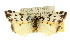  ( - 10ANIC-00773)  @11 [ ] CreativeCommons - Attribution (2010) CBG Photography Group Centre for Biodiversity Genomics