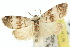  ( - 10ANIC-00792)  @11 [ ] CreativeCommons - Attribution (2010) CBG Photography Group Centre for Biodiversity Genomics