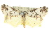  ( - 10ANIC-00807)  @11 [ ] CreativeCommons - Attribution (2010) CBG Photography Group Centre for Biodiversity Genomics