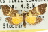  ( - 10ANIC-00847)  @11 [ ] CreativeCommons - Attribution (2010) CBG Photography Group Centre for Biodiversity Genomics