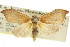  ( - 10ANIC-00864)  @11 [ ] CreativeCommons - Attribution (2010) CBG Photography Group Centre for Biodiversity Genomics