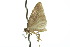 (Halone prosenes - 10ANIC-00880)  @13 [ ] CreativeCommons - Attribution (2010) CBG Photography Group Centre for Biodiversity Genomics