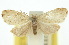  ( - 10ANIC-00890)  @11 [ ] CreativeCommons - Attribution (2010) CBG Photography Group Centre for Biodiversity Genomics
