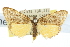  (Halone consolatrix - 10ANIC-00895)  @14 [ ] CreativeCommons - Attribution (2010) CBG Photography Group Centre for Biodiversity Genomics