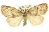  ( - 10ANIC-00939)  @11 [ ] CreativeCommons - Attribution (2010) CBG Photography Group Centre for Biodiversity Genomics