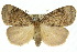  ( - 10ANIC-00940)  @15 [ ] CreativeCommons - Attribution (2010) CBG Photography Group Centre for Biodiversity Genomics
