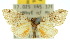  ( - 10ANIC-00972)  @14 [ ] CreativeCommons - Attribution (2010) CBG Photography Group Centre for Biodiversity Genomics
