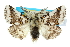  ( - 10ANIC-00110)  @15 [ ] CreativeCommons - Attribution (2010) CBG Photography Group Centre for Biodiversity Genomics