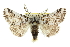  (Aglaosoma - 10ANIC-00112)  @15 [ ] CreativeCommons - Attribution (2010) CBG Photography Group Centre for Biodiversity Genomics