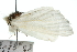  ( - 10ANIC-00115)  @14 [ ] CreativeCommons - Attribution (2010) CBG Photography Group Centre for Biodiversity Genomics