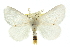 ( - 10ANIC-00124)  @15 [ ] CreativeCommons - Attribution (2010) CBG Photography Group Centre for Biodiversity Genomics