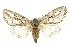  (Donuca - 10ANIC-00168)  @15 [ ] CreativeCommons - Attribution (2010) CBG Photography Group Centre for Biodiversity Genomics