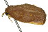  ( - 10ANIC-00541)  @12 [ ] CreativeCommons - Attribution (2010) CBG Photography Group Centre for Biodiversity Genomics