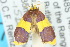  ( - 10ANIC-00554)  @13 [ ] CreativeCommons - Attribution (2010) CBG Photography Group Centre for Biodiversity Genomics