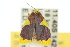  ( - 10ANIC-00561)  @12 [ ] CreativeCommons - Attribution (2010) CBG Photography Group Centre for Biodiversity Genomics