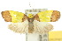  ( - 10ANIC-00570)  @15 [ ] CreativeCommons - Attribution (2010) CBG Photography Group Centre for Biodiversity Genomics