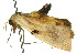  ( - 10ANIC-01012)  @12 [ ] CreativeCommons - Attribution (2010) CBG Photography Group Centre for Biodiversity Genomics