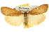  ( - 10ANIC-01035)  @11 [ ] CreativeCommons - Attribution (2010) CBG Photography Group Centre for Biodiversity Genomics