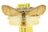  ( - 10ANIC-01039)  @14 [ ] CreativeCommons - Attribution (2010) CBG Photography Group Centre for Biodiversity Genomics