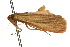  ( - 10ANIC-01049)  @12 [ ] CreativeCommons - Attribution (2010) CBG Photography Group Centre for Biodiversity Genomics