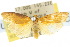  ( - 10ANIC-01070)  @13 [ ] CreativeCommons - Attribution (2010) CBG Photography Group Centre for Biodiversity Genomics