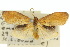  (Lambula pristina - 10ANIC-01074)  @14 [ ] CreativeCommons - Attribution (2010) CBG Photography Group Centre for Biodiversity Genomics