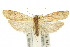  (Chrysoscota - 10ANIC-01084)  @15 [ ] CreativeCommons - Attribution (2010) CBG Photography Group Centre for Biodiversity Genomics