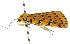  ( - 10ANIC-01089)  @13 [ ] CreativeCommons - Attribution (2010) CBG Photography Group Centre for Biodiversity Genomics