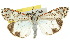  (Utetheisa pulchelloides - 10ANIC-01096)  @15 [ ] CreativeCommons - Attribution (2010) CBG Photography Group Centre for Biodiversity Genomics