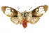  (Amerila nigropunctata - 10ANIC-01121)  @15 [ ] CreativeCommons - Attribution (2010) CBG Photography Group Centre for Biodiversity Genomics