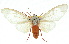  (Amerila alberti - 10ANIC-01132)  @15 [ ] CreativeCommons - Attribution (2010) CBG Photography Group Centre for Biodiversity Genomics