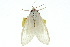  ( - 10ANIC-01135)  @12 [ ] CreativeCommons - Attribution (2010) CBG Photography Group Centre for Biodiversity Genomics