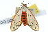  ( - 10ANIC-01138)  @14 [ ] CreativeCommons - Attribution (2010) CBG Photography Group Centre for Biodiversity Genomics