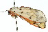  ( - 10ANIC-01139)  @13 [ ] CreativeCommons - Attribution (2010) CBG Photography Group Centre for Biodiversity Genomics