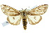  ( - 10ANIC-01147)  @11 [ ] CreativeCommons - Attribution (2010) CBG Photography Group Centre for Biodiversity Genomics
