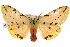  (Spilosoma nobilis - 10ANIC-01153)  @15 [ ] CreativeCommons - Attribution (2010) CBG Photography Group Centre for Biodiversity Genomics
