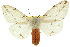  (Spilosoma canescens - 10ANIC-01158)  @15 [ ] CreativeCommons - Attribution (2010) CBG Photography Group Centre for Biodiversity Genomics