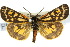  (Phaos interfixa - 10ANIC-01176)  @11 [ ] CreativeCommons - Attribution (2010) CBG Photography Group Centre for Biodiversity Genomics