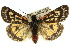  ( - 10ANIC-01179)  @15 [ ] CreativeCommons - Attribution (2010) CBG Photography Group Centre for Biodiversity Genomics