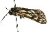  ( - 10ANIC-01181)  @13 [ ] CreativeCommons - Attribution (2010) CBG Photography Group Centre for Biodiversity Genomics