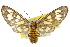  ( - 10ANIC-01195)  @14 [ ] CreativeCommons - Attribution (2010) CBG Photography Group Centre for Biodiversity Genomics