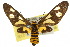  (Eressa - 10ANIC-01205)  @15 [ ] CreativeCommons - Attribution (2010) CBG Photography Group Centre for Biodiversity Genomics