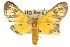  (Amata xanthosoma - 10ANIC-01208)  @15 [ ] CreativeCommons - Attribution (2010) CBG Photography Group Centre for Biodiversity Genomics